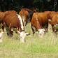 Understanding Phosphorus in ruminant diets event in Honiton