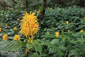 Image result for Justicia aurea