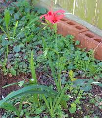 Image result for Freesia grandiflora