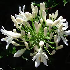 Image result for Agapanthus praecox