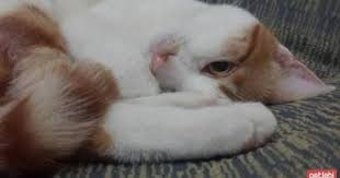 ucretsiz kedi sahiplendirme platformu kedi kedi kopek hayvan