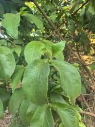 Image result for Vangueria madagascariensis