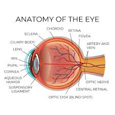 Image result for Retinal Anatomy