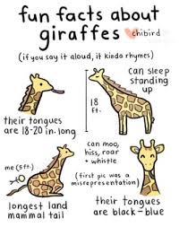 Fun Facts About Giraffes I Have Been Wondering What Sounds A Giraffe Makes For Year Giraffe Facts Fun Facts About Giraffes Giraffe