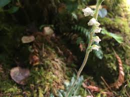 Image result for Vincetoxicum apiculatum