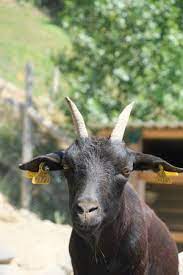Lo he pasado bien pero he vivido mal, como jorge gonzález. Cabrita Negra Picture Of Mollo Parc Tripadvisor