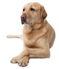 Is This Front Paw Cross Over Pose A Lab Thing Mine Do This Dog Cat Dogs Labrador Retriever