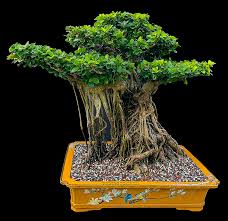 Image result for Grewia microcarpa