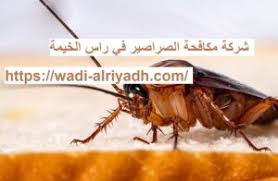 شركة مكافحة الصراصير في راس الخيمة 0527155147 ابادة تامة شركة كومكس 0527155147