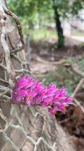 Image result for Polystachya albescens