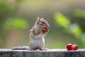 Chipmunks And Squirrels 10 Chippy Af3a8507 June 27 2020 In 2020 Squirrel Chippy Image