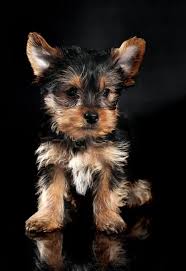 Searching for teacup yorkie for adoption can be an excellent encounter as long as you choose smart and care for your new dog carefully. How Much Do Teacup Yorkies Cost Your Dog Advisor
