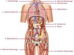 Covers the entire body, except palms and soles; Pin On Human Anatomy Organs