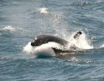 Image result for Ross Sea