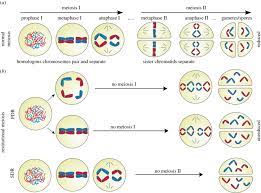 Normal A And Non Reductional B Meiotic Divisions Resulting In Download Scientific Diagram