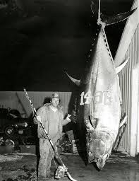 Biggest Tuna Ever Caught World Record Bluefin Tuna Marlin