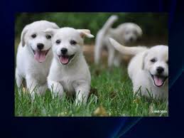 Maybe you would like to learn more about one of these? Pets For Adoption At Lonely Hearts Animal Rescue K9 Rescue In Frederick Md Petfinder