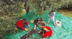 Cueillette Des Olives A Bouira Les Paysans Retrouvent Le Chemin Des Vergers
