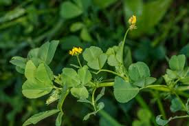 Image result for Medicago polymorpha
