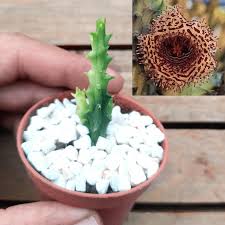 Image result for Huernia volkartii