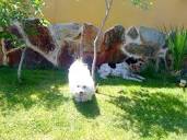 Hotel para perros en Valladolid Canuber – Tiendas de mascotas ...