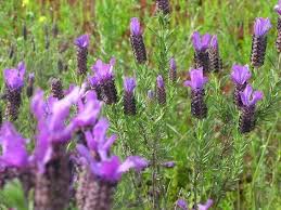 Echter Lavendel Und Wilder Lavendel Im Algarve Portu Ch Echter Lavendel Lavendel Lavendel Pflanze