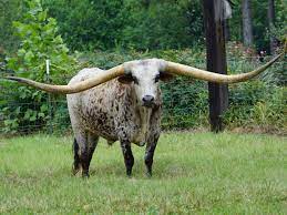 Guinness World Record For Longest Horn Span Goes To Texas Longhorn From Alabama Npr