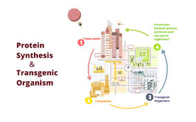 Until recently, the fear that a transgenic organism might escape and infiltrate a natural ecosystem was based on theoretical scenarios. Transgenic Organism And Protein Synthesis By Jada Anderson