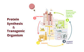 Transgenic organism is an organism whose genome has been genetically modified by introduction of novel dna. Transgenic Organism And Protein Synthesis By Jada Anderson