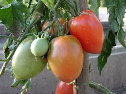 It varies widely in shape, from oxheart to plum. Detail Prospecierara