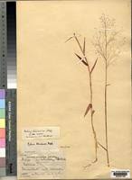 Image result for Melinis tenuissima