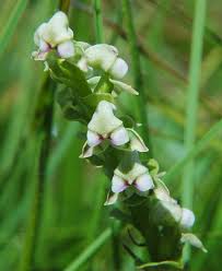 Image result for Disperis