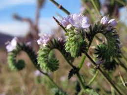 Image result for Hydrophyllaceae