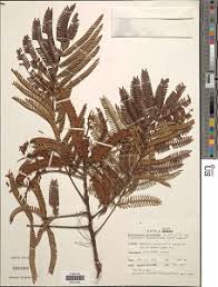 Image result for Millettia eetveldeana