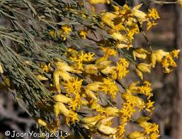 Image result for Gnidia chapmanii