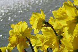 Daffodils Daffodils Flowers Nature