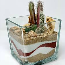 En los cactus la fotosíntesis se hace en los tallos. Naturplant Viveros Y Servicios S L