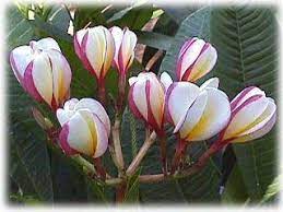 Plumeria 101 Master Photo Gallery Plumeria Flowers Plumeria Beautiful Flowers