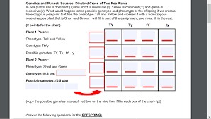 It is a boxed grid that lets you separate the versions of a trait, or alleles, from both a male and female organism and sort them into possible combinations. Solved Genetics And Punnett Squares Dihybrid Cross Of Tw Chegg Com