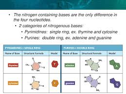 The nitrogenous bases stacked upon one another are spaced based on their van der waals distance. Key Concept Dna Structure Is The Same In All Organisms Ppt Download