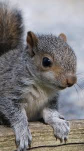 Explore cute squirrel wallpaper on wallpapersafari | find more items about cute squirrel wallpaper, squirrel 1024×819 13. Squirrel Timber 1080x1920 Iphone 8 7 6 6s Plus Wallpaper Background Picture Image