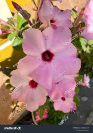 Image result for Adenium boehmianum