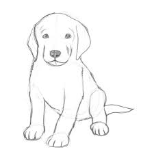 How to draw a labrador golden retriever puppy easy. How To Draw A Puppy Drawing Factory Cute Dog Drawing Dog Sketch Puppy Drawing
