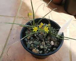 Image result for Hypoxis parvifolia