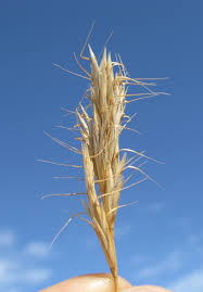 Image result for Bromus