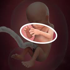 Desenvolvimento Fetal 14 Semanas De Gravidez Babycenter
