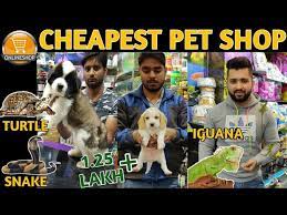 Pet shops located near me. Pet Shop Near Me Open Off 63 Www Usushimd Com
