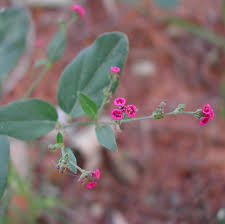 Image result for Boerhavia coccinea