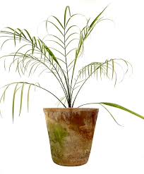 Image result for Gaussia maya