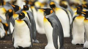 No one else is allowed to touch him. King Penguin Die Off They Re More Or Less Stuck There Science In Depth Reporting On Science And Technology Dw 01 08 2018